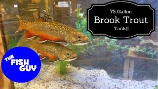 75 Gallon BROOK TROUT TANK [upl. by Torrence]