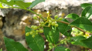 Growing a Szechuan Pepper Tree in the UK  Its full of little peppery berries [upl. by Wales40]