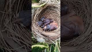 Philippine PiedFantail birdlings [upl. by Xyla563]