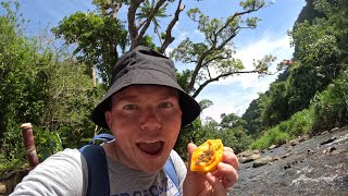 HIKING AND FORAGING EXOTIC FOOD IN THE CARIBBEAN ISLAND OF DOMINICA 🇩🇲 [upl. by Suoinuj709]