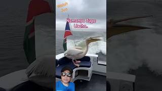 Burung Pelikan Minta Makan shortsfyp pelicans mintamakan shortsviral viralvideo [upl. by Quintin]