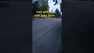 Late walking with baby Zorro puppy baby monkey funny cute cartoonwhiskers zorro pets love [upl. by Kcirre40]