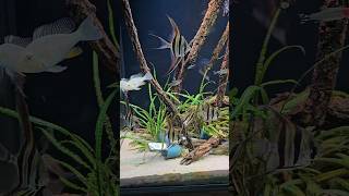 Altum Angelfish Urmston Aquatics shorts [upl. by Ahtibbat]