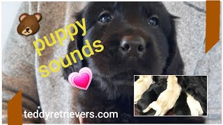 🐻Lab mix puppy sounds all dogs loveThe best puppy sounds from day1 puppybarking puppycrying [upl. by Nnadroj]