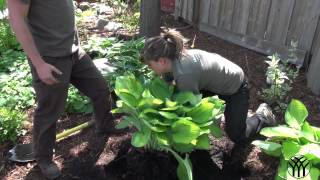 How to Split Hosta Perennials  Mickman Brothers Garden Center [upl. by Ymassej]