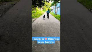 Intelligent 🧠 Rottweiler puppy Training session 316 shorts [upl. by Fornof763]