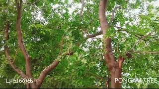 Pongamia pinnata [upl. by Hennessey]