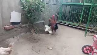 Rooster Fight plus Hen Fights [upl. by Bayly]