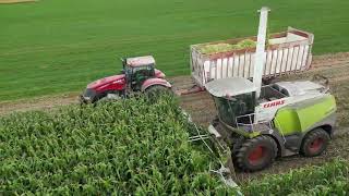 Chopping and packing corn silage 2023 [upl. by Rosenthal]