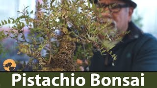 156 Pistachio Bonsai Trees Winter Pruning and Wiring MaKe Bonsai [upl. by Ennaerb]