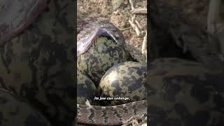 Egg Eater Snake Natures Remarkable Swallower  Dasypeltis scabra in Africa shorts [upl. by Nivle]