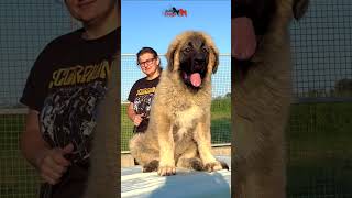 Champ giant puppy just 4 months old animals dog bigdog dogs puppy lion doglover cute [upl. by Imelida130]