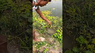 Amazing Eel Fishing By Hook From Deep fishingvideo fish [upl. by Terr720]