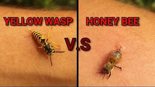 Wasp sting Vs Hone Bee sting  Can Bees amp Yellow Jacket pull out their stingers Hornet wildlife [upl. by Field582]