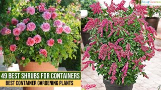 49 Best Shrubs for Containers  Best Container Gardening Plants [upl. by Rebah]