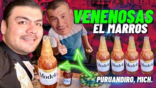 VENENOSAS el MARROS  viral en TikTok así se preparan Puruandiro Mich 🤙🍺 [upl. by Am825]