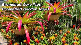 Amazing Beautiful Bromeliad Care Tips For Beginners l Bromeliads Garden Ideas [upl. by Atnahsa]