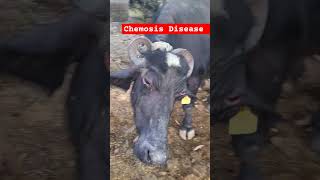 Chemosis disease  music animal farming eyeinfection cornea love shorts vet cow veteri [upl. by Kerwinn]