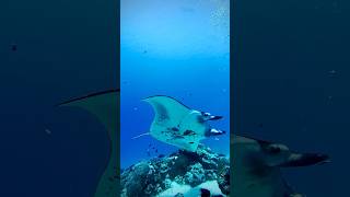 Manta Feeding  Scuba Diving 🤿 scubadivingislife manta [upl. by Ardnaxila]