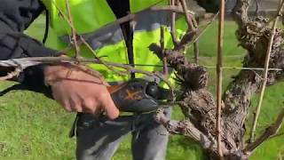 The basics of pruning a grapevine part 1 Introduction to pruning [upl. by Paapanen]