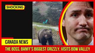 SHOCKING The Boss Banffs biggest grizzly visits Bow Valley Latest Canada News At CTV News [upl. by Julietta404]