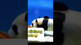 Ikan jelmaan pandan😱 ikan panda fishing [upl. by Nuahsal]