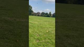 Betaflight 443 GPS RESCUE NOT LANDING ANY IDEAS betaflight fpv fpvdronefreestyle shorts [upl. by Annez]