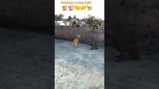 danger fight monkeys and dog funny 😭😭shorts [upl. by Noemi]