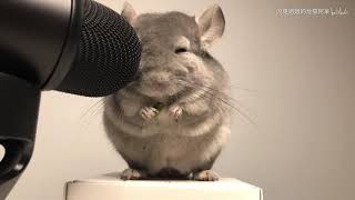 ASMR chinchilla chewing sounds [upl. by Zared]