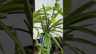 How to report spider plant houseplants gardening indoorplants [upl. by Aisiram827]