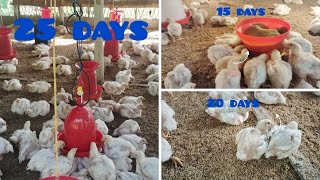 15 to 25 days transform video chicken broiler poultryfarming [upl. by Francois]