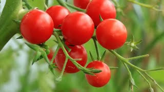 Get the Best Tomatoes EVER with Mitre 10 Easy As Garden Hacks  Mitre 10 Easy As Garden [upl. by Ardnuasal]