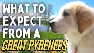 Living with a Great Pyrenees Puppy What to Expect  Livestock Guardian Dog [upl. by Sabsay578]