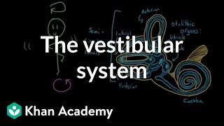 The vestibular system balance and dizziness  Processing the Environment  MCAT  Khan Academy [upl. by Richy]