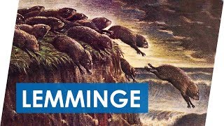 Warum springen Lemminge von Klippen  Der Lemminge Mythos [upl. by Dorman]