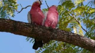 Two Galahs Eolophus Roseicapilla in the Tree [upl. by Haroun]