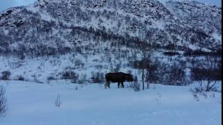 Elg i Bø Kommune Vesterålen [upl. by Coral816]