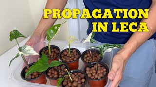 147  Indoor Plants Propagation in Water and LECA  Houseplants Propagation [upl. by Yle]