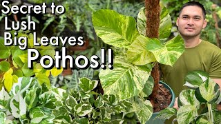 HOW TO GROW A LUSH AND BIG LEAVES POTHOS  HOW TO CARE FOR POTHOS [upl. by Ahsetan155]