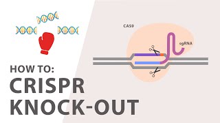 How to perform a CRISPR Knockout Experiment [upl. by Egdamlat961]