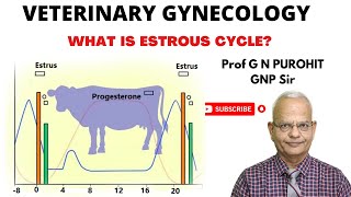 Uncovering the Mystery of Animal Reproduction Whats the Estrous Cycle [upl. by Sherar748]