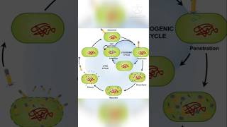 Microbiology Bacteriophage Lytic and lysogenic cycle mystery soni [upl. by Dwayne]