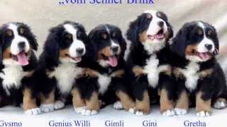 Berner Sennenhund Welpe Tag 1 bis zur 8 Woche in 3min [upl. by Joris32]