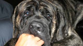 English Mastiff Biggest EVER [upl. by Martelli]