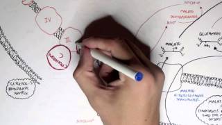 Human Metabolism Map III  Malate Aspartate Shuttle amp Glycerol 3 Phosphate [upl. by Vinny]