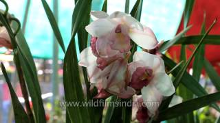 Orchids of Nagaland exhibited at Hornbill Fest [upl. by Shirline900]