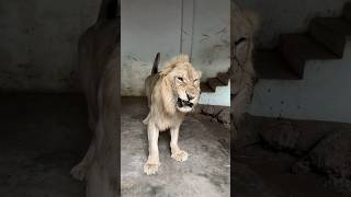 Angry Babbar Sher samadpetsvlog swpetshouse shahrmaindihat tiger lion hammadpethouse [upl. by Vernita]