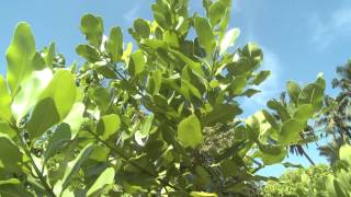 Takamaka Tree calophylum inophyllum [upl. by Nahtan]