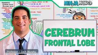 Neurology  Cerebrum Frontal Lobe Anatomy amp Function [upl. by Aloisius410]