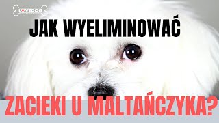 JAK PIELĘGNOWAĆ OCZY PSA ZACIEKI U MALTAŃCZYKA  Lovedog [upl. by Cloris]